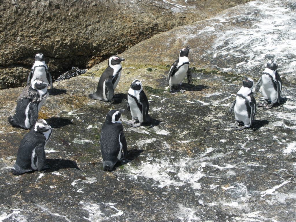 boulders beach